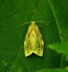 Archips xylosteana