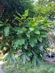 Cryptocarya concinna