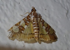 Glyphodes sibillalis