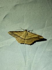 Pseudonadagara semicolor