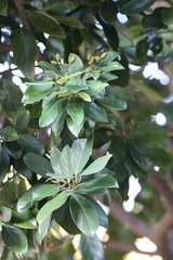 Cryptocarya concinna