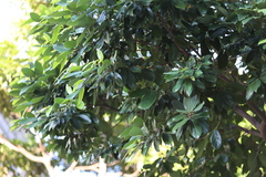 Cryptocarya concinna