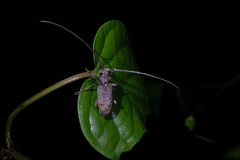 Acalolepta rusticatrix