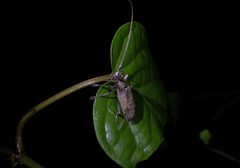Acalolepta rusticatrix