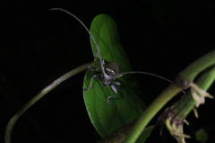Acalolepta rusticatrix