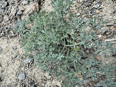Lomatium cuspidatum