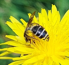 Andrena denticulata