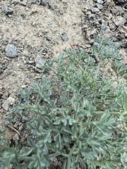 Lomatium cuspidatum