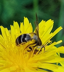 Andrena denticulata