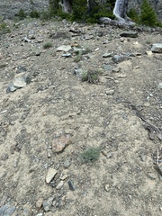Lomatium cuspidatum
