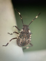 Halyomorpha halys