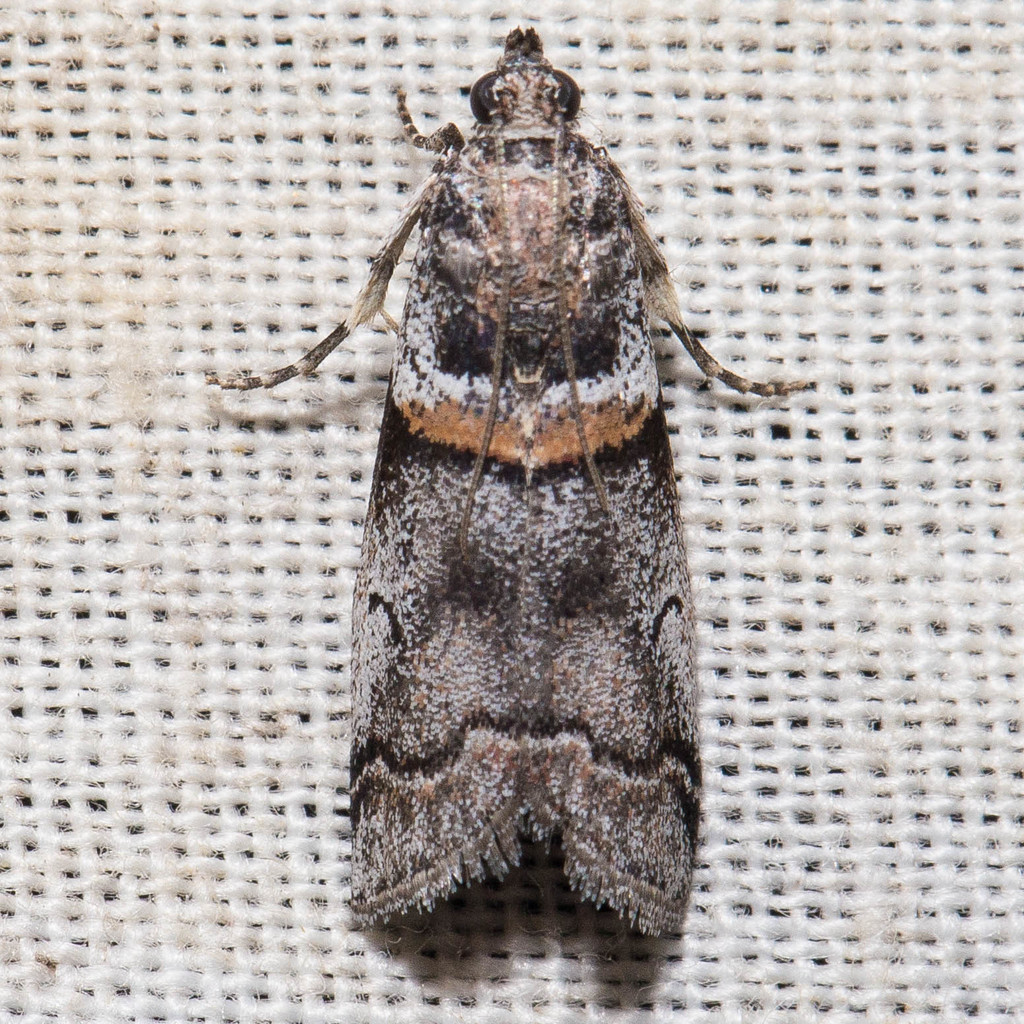 Tricolored Acrobasis Moth