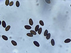 Coprinopsis marcescibilis