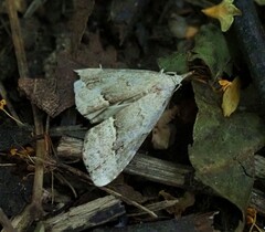 Schrankia taenialis