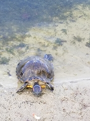 Trachemys scripta image