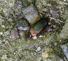 Calathus melanocephalus