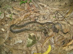 Madagascarophis colubrinus