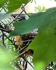 Turdus migratorius