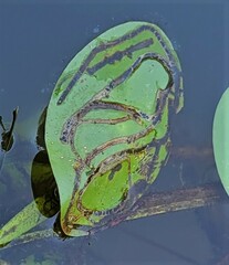 Polypedilum braseniae