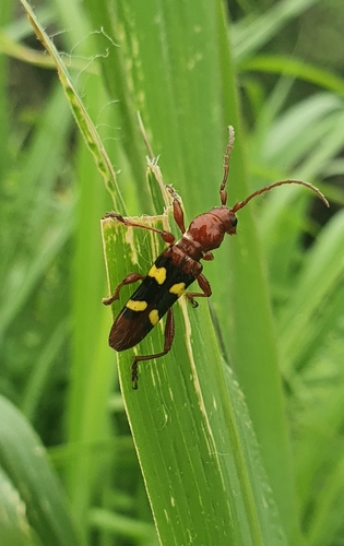 Stenygra histrio Audinet-Serville, 1834