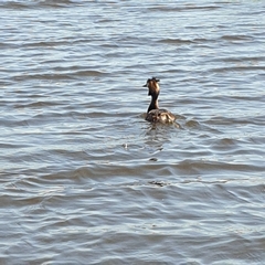 Podiceps cristatus