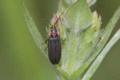 Pyropyga decipiens