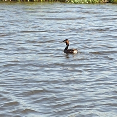 Podiceps cristatus