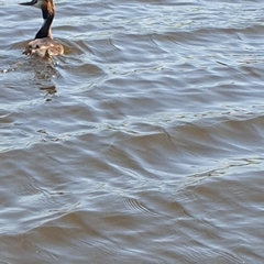 Podiceps cristatus