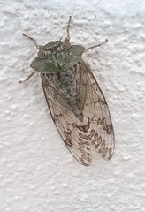 Chinaria pueblaensis