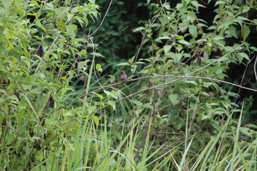 Bar-breasted Firefinch (Lagonosticta rufopicta), photo 9