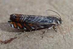 Thaumatographa jonesi