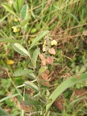Polygala javana