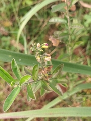 Polygala javana
