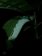 Marumba dyras