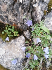 Campanula cochleariifolia