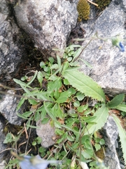 Campanula cochleariifolia