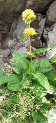 Gentiana