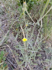 Picris pauciflora
