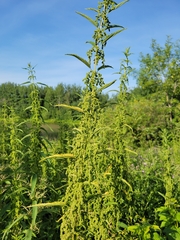 Urtica gracilis