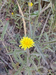 Picris pauciflora