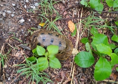 Indotestudo elongata