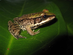 Lithobates palmipes