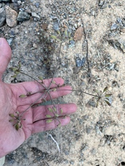 Lomatium cuspidatum