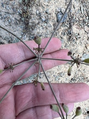 Lomatium cuspidatum