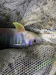 Opsariichthys evolans