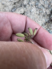 Lomatium cuspidatum