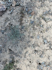 Lomatium cuspidatum