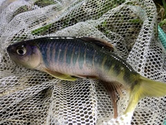 Opsariichthys evolans