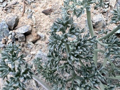 Lomatium cuspidatum