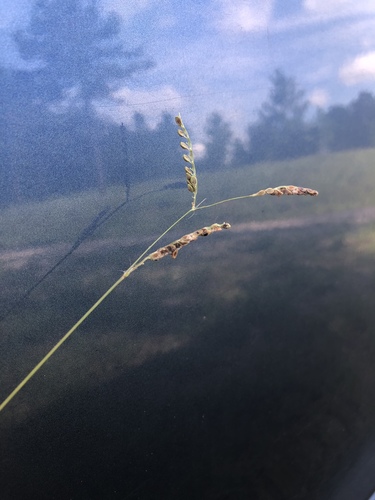Brunswickgrass (Paspalum nicorae)